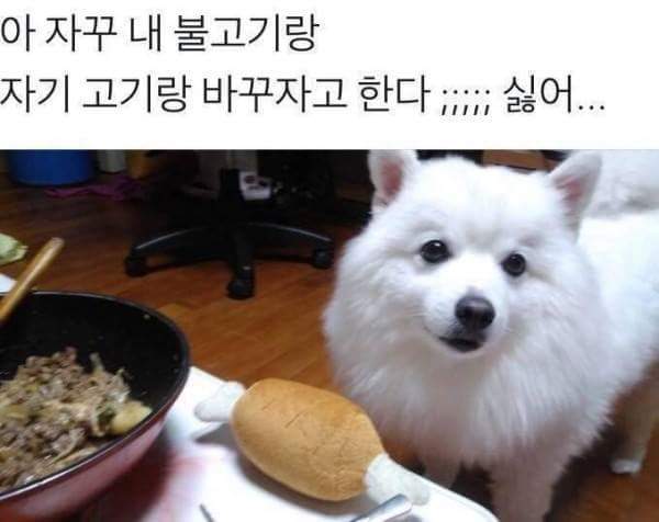 댕댕이의 딜 제안 | 인스티즈