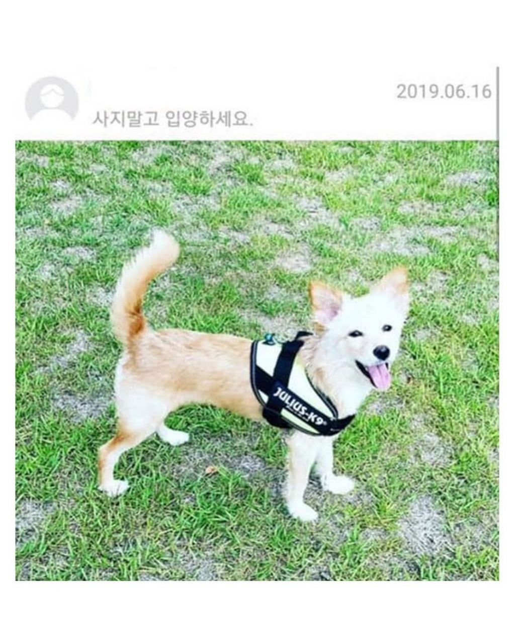 댕댕이 입양전후 | 인스티즈