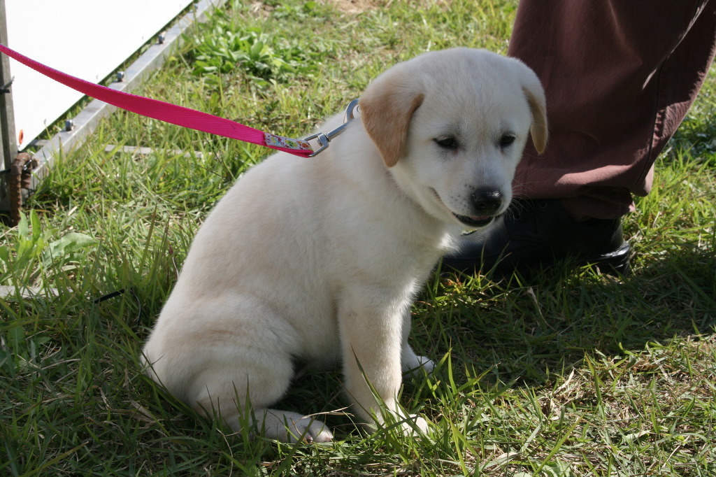 재수없게생겼다고 일본이 대량 학살한 우리나라 토종개 동경이(댕견) | 인스티즈