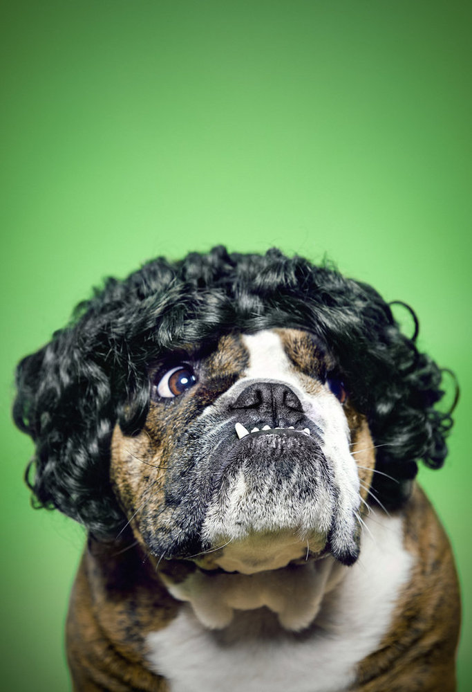 가발 쓴 동물들.jpg | 인스티즈