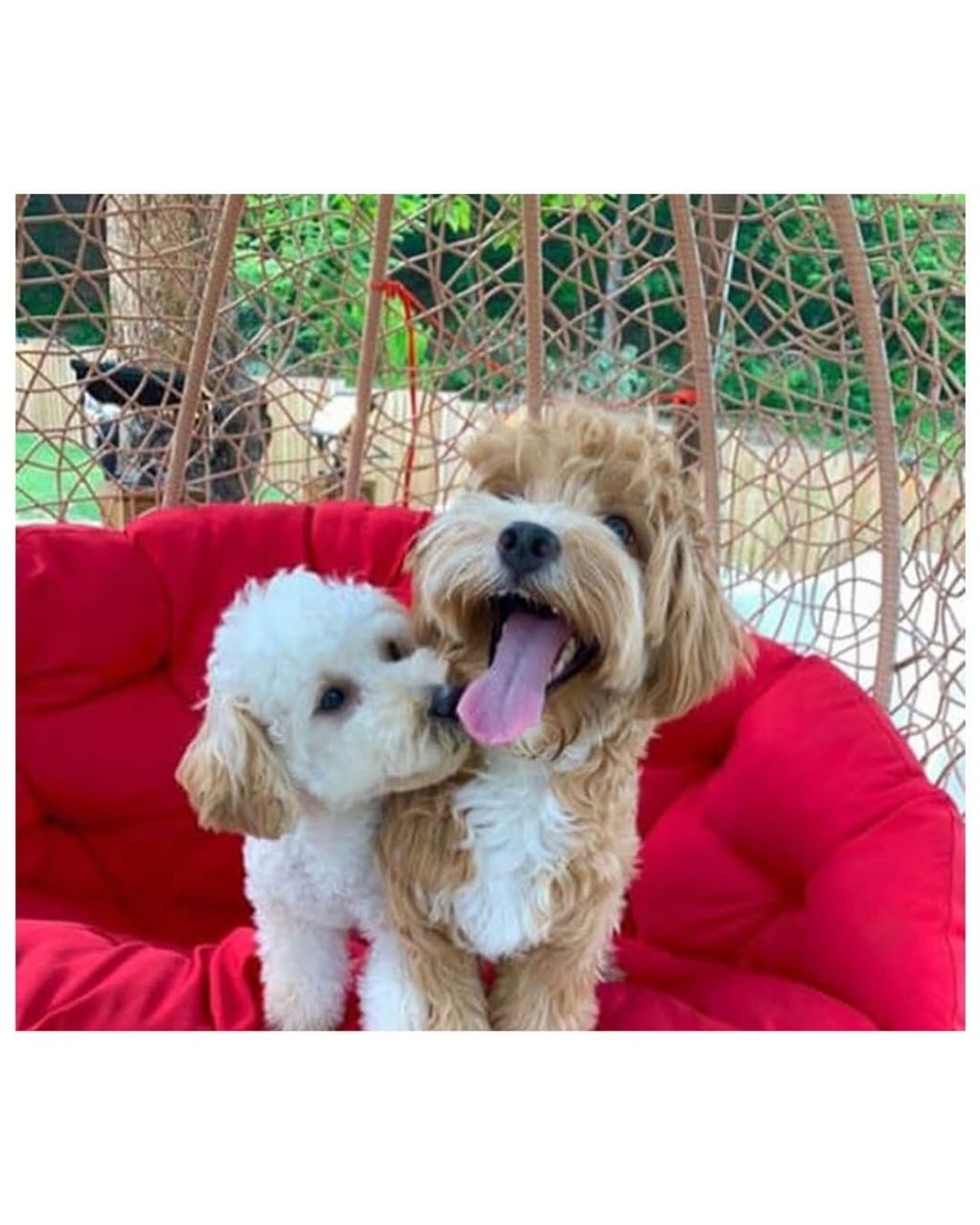 댕댕이 입양전후 | 인스티즈