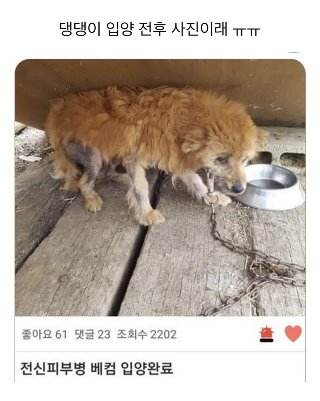 댕댕이 입양전후 | 인스티즈
