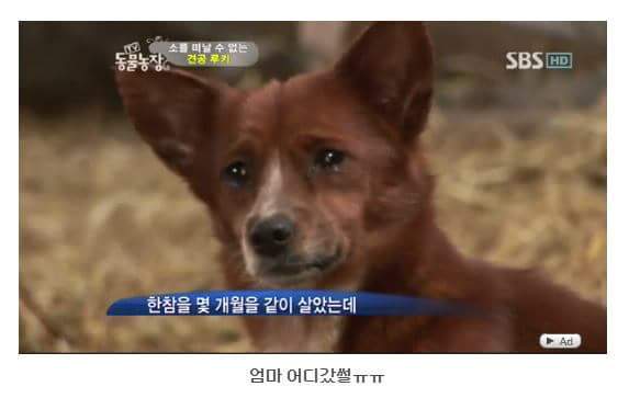 서럽게 우는 강아지 ㅠㅠ | 인스티즈