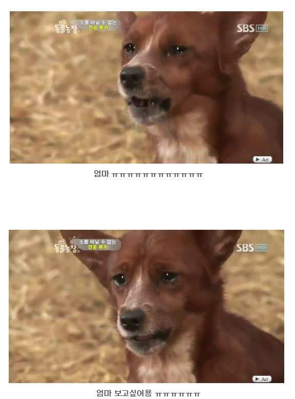 서럽게 우는 강아지 ㅠㅠ | 인스티즈
