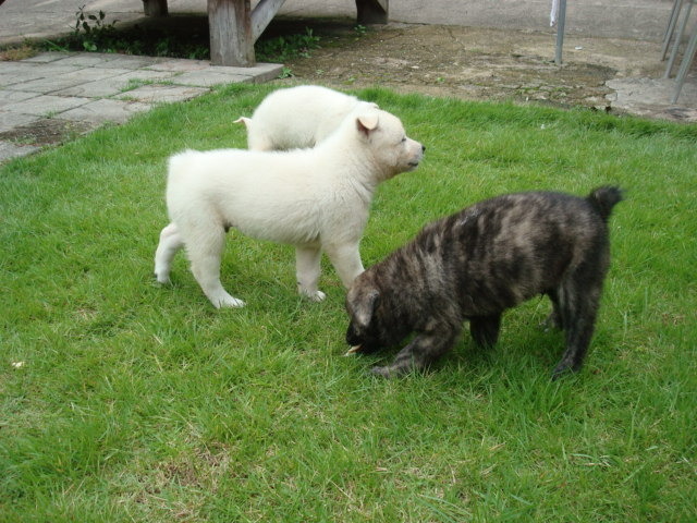 재수없게생겼다고 일본이 대량 학살한 우리나라 토종개 동경이(댕견) | 인스티즈