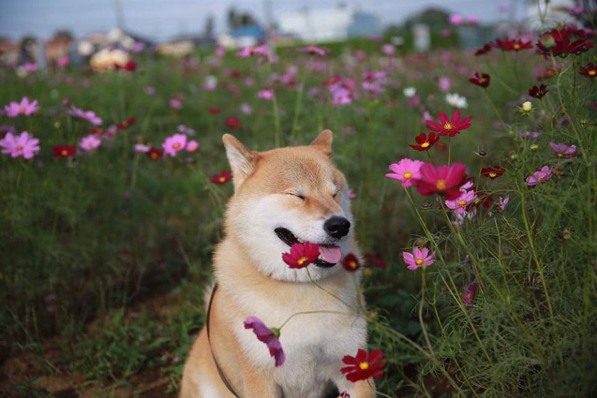 시바견 키우고 싶어지는 사진 | 인스티즈