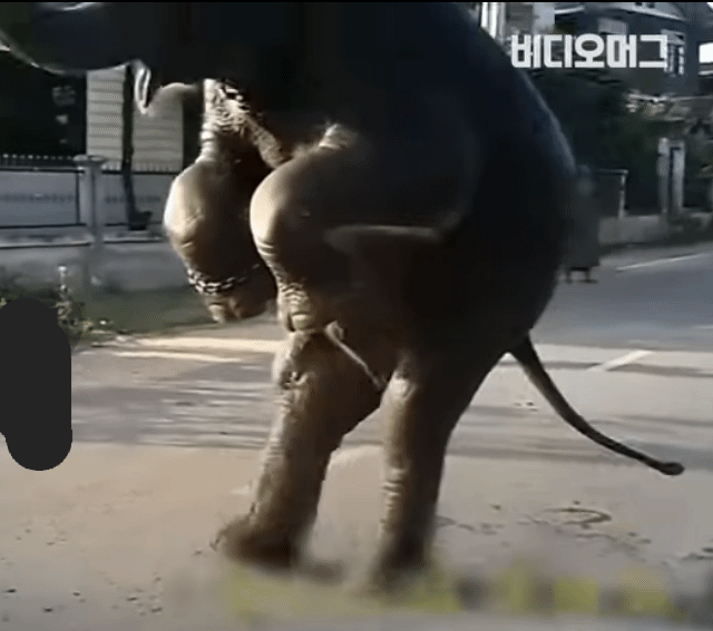 그림그리는 천재 코끼리.gif | 인스티즈