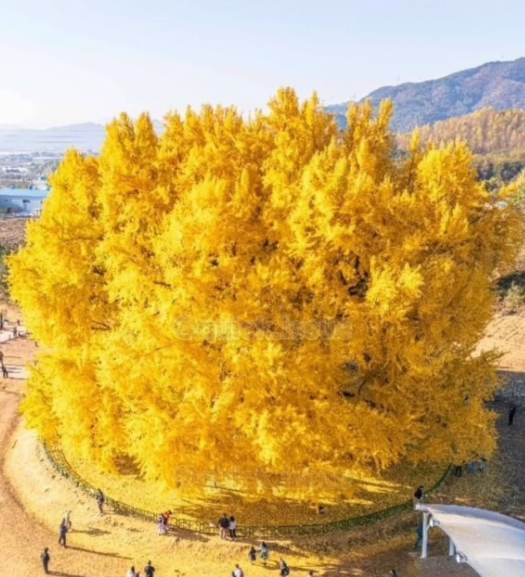 봄이니까☺️ 올려보는 X(트위터) 모음🌸 | 인스티즈