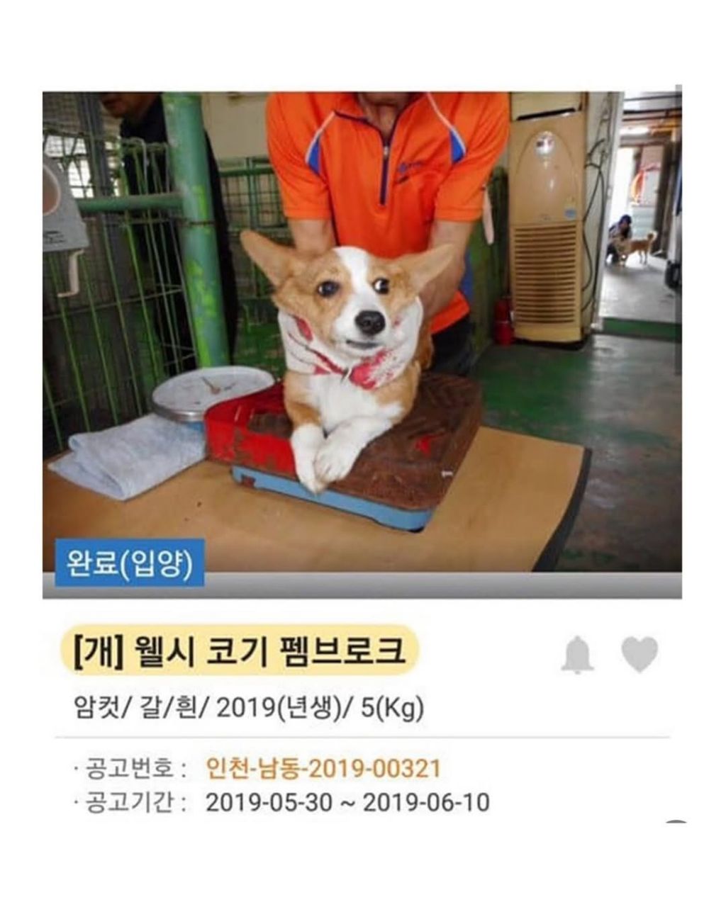 댕댕이 입양전후 | 인스티즈