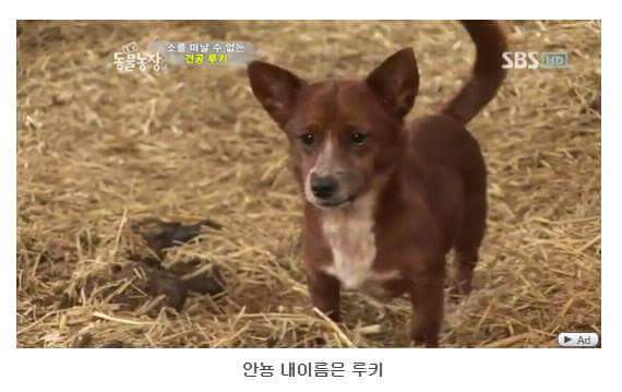 서럽게 우는 강아지 ㅠㅠ | 인스티즈