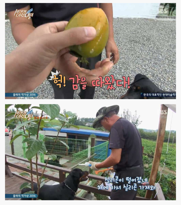 신기한 강아지 | 인스티즈