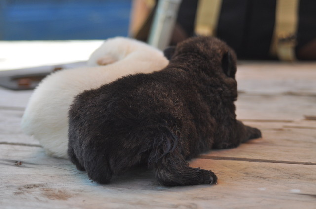 재수없게생겼다고 일본이 대량 학살한 우리나라 토종개 동경이(댕견) | 인스티즈