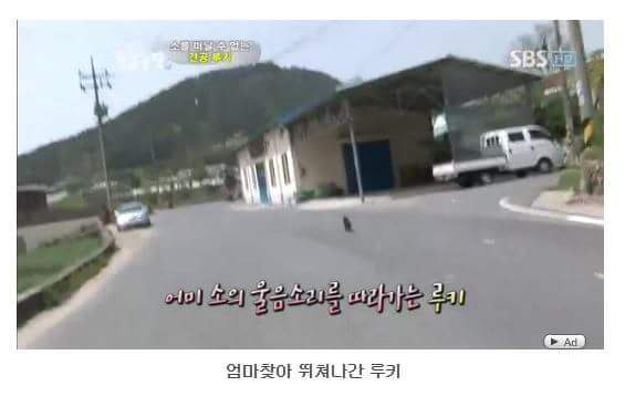 서럽게 우는 강아지 ㅠㅠ | 인스티즈