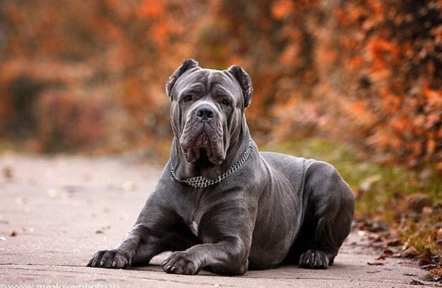 영화 베테랑에서 유아인이 키운 견종 - 카네 코르소 (케인코르소 Cane Corso) | 인스티즈