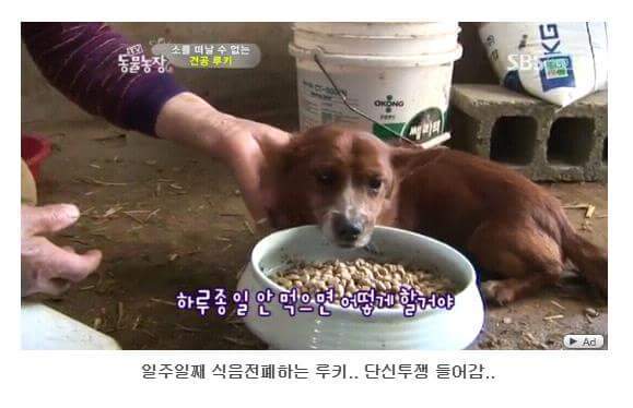 서럽게 우는 강아지 ㅠㅠ | 인스티즈