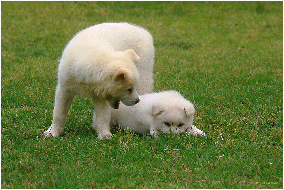 재수없게생겼다고 일본이 대량 학살한 우리나라 토종개 동경이(댕견) | 인스티즈