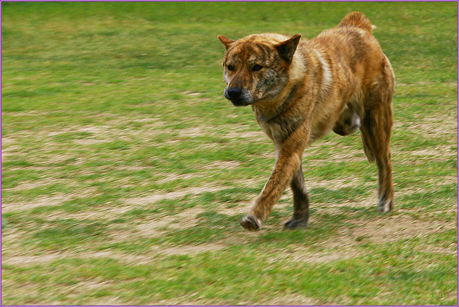 재수없게생겼다고 일본이 대량 학살한 우리나라 토종개 동경이(댕견) | 인스티즈