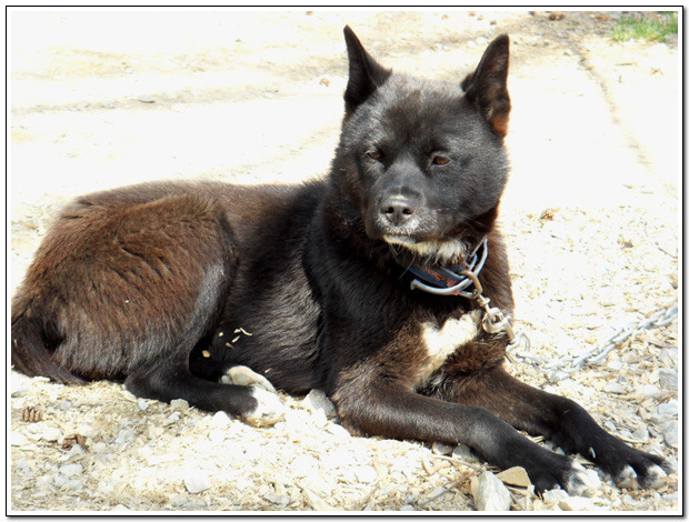 재수없게생겼다고 일본이 대량 학살한 우리나라 토종개 동경이(댕견) | 인스티즈