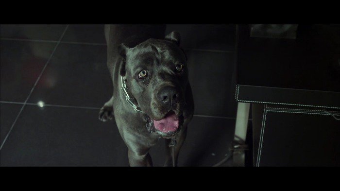 영화 베테랑에서 유아인이 키운 견종 - 카네 코르소 (케인코르소 Cane Corso) | 인스티즈