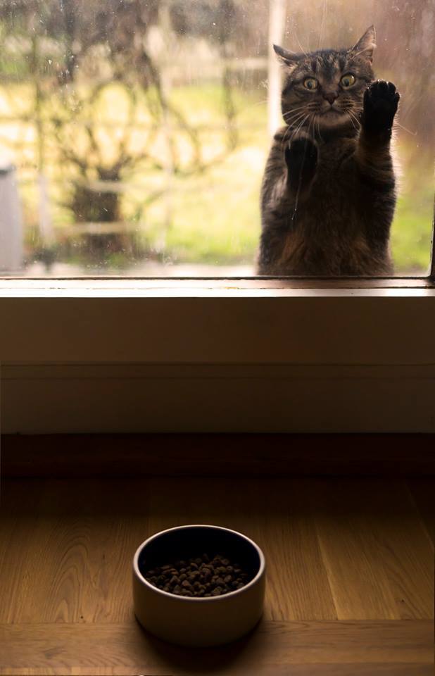 맛있는건 나눠먹는거라고 했다냥 | 인스티즈
