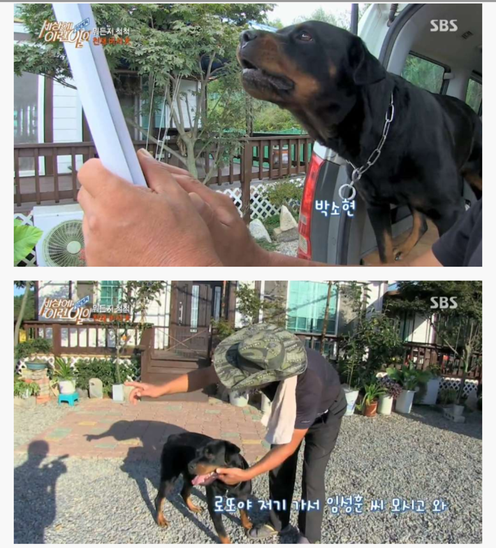 신기한 강아지 | 인스티즈