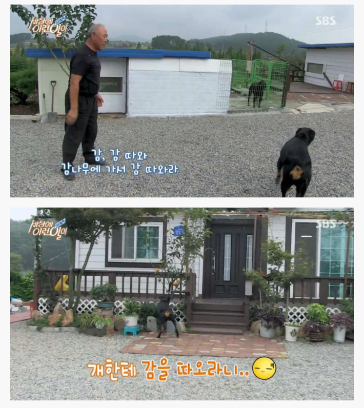 신기한 강아지 | 인스티즈
