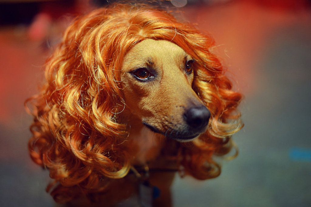 가발 쓴 동물들.jpg | 인스티즈