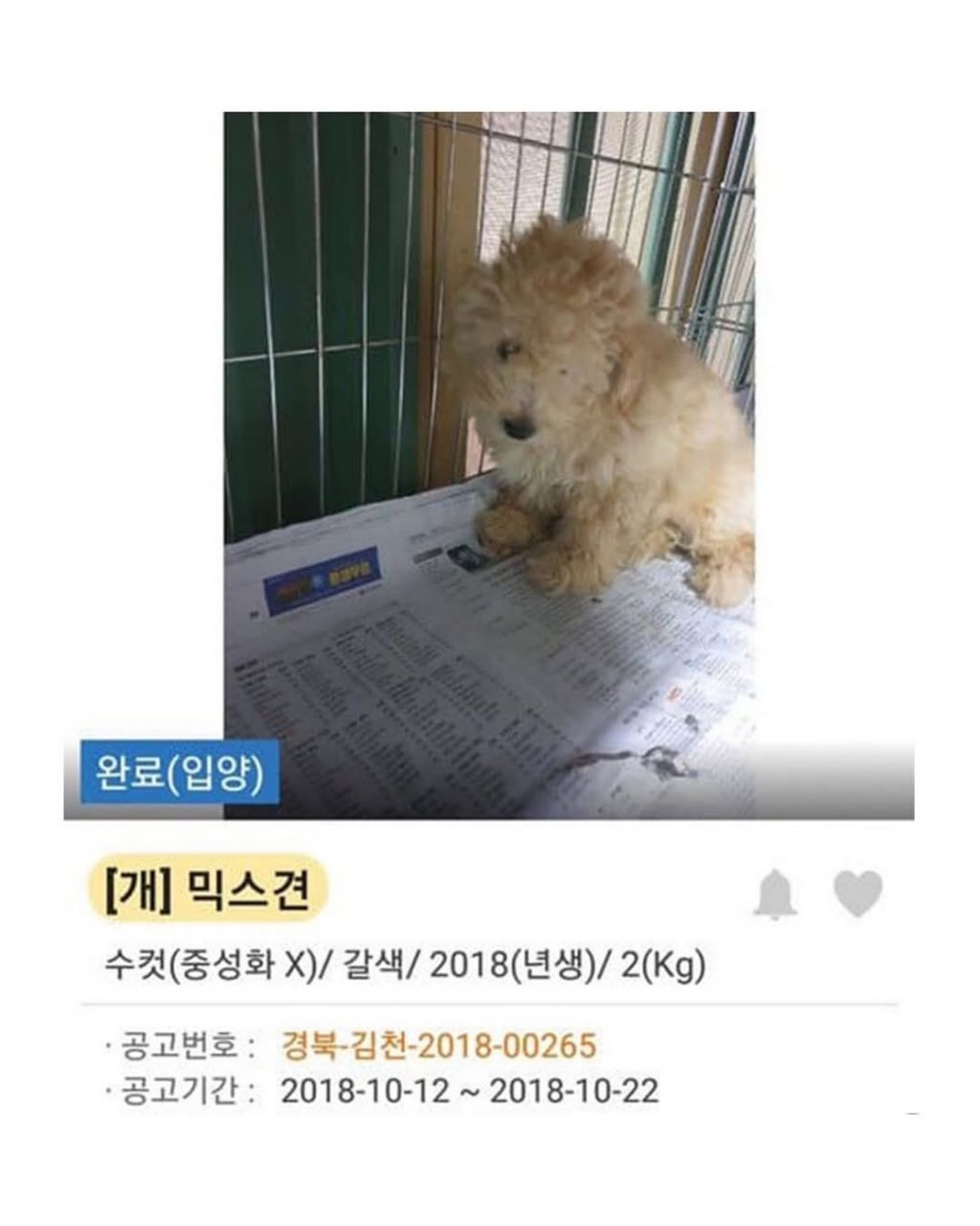 댕댕이 입양전후 | 인스티즈