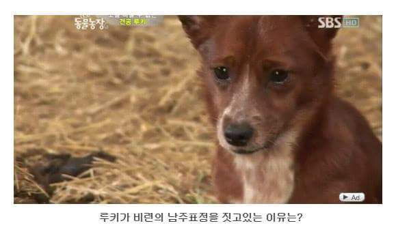 서럽게 우는 강아지 ㅠㅠ | 인스티즈