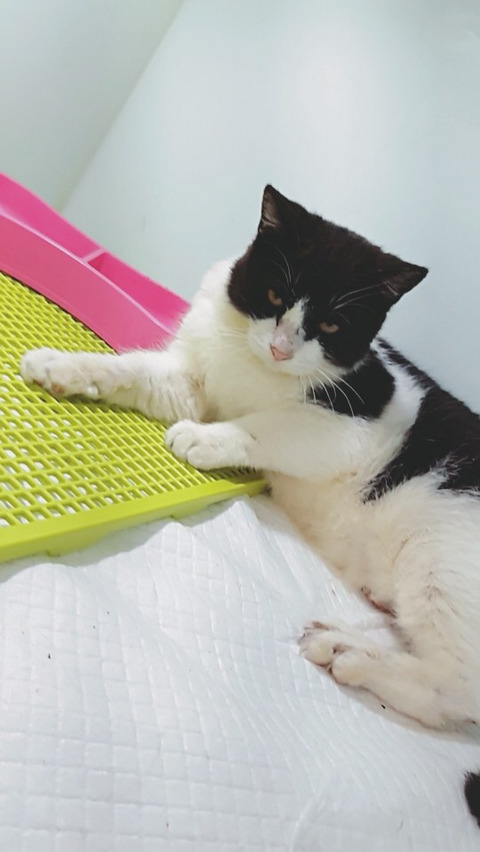 유기묘 까미와 모모 입양.임보처 구해~! 추운데 다시 방생하면 또 아플지몰라ㅠㅠㅠ | 인스티즈