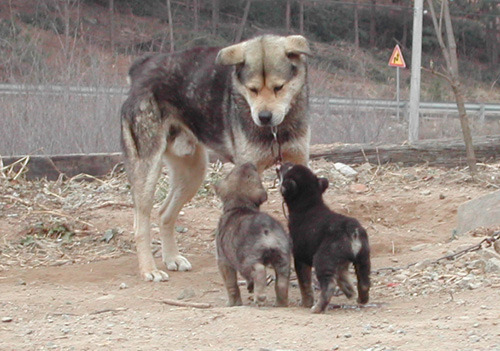 재수없게생겼다고 일본이 대량 학살한 우리나라 토종개 동경이(댕견) | 인스티즈