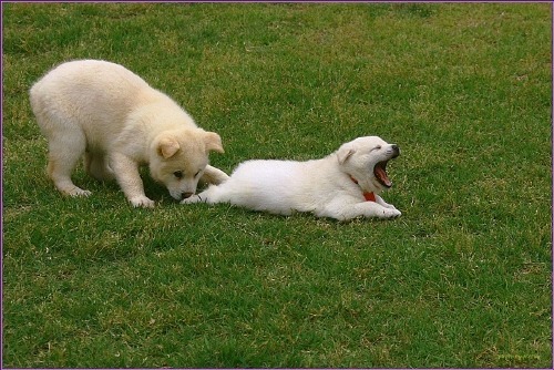 재수없게생겼다고 일본이 대량 학살한 우리나라 토종개 동경이(댕견) | 인스티즈