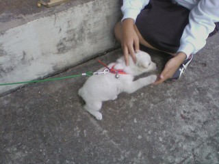 재수없게생겼다고 일본이 대량 학살한 우리나라 토종개 동경이(댕견) | 인스티즈