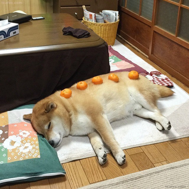 시바견 키우고 싶어지는 사진 | 인스티즈