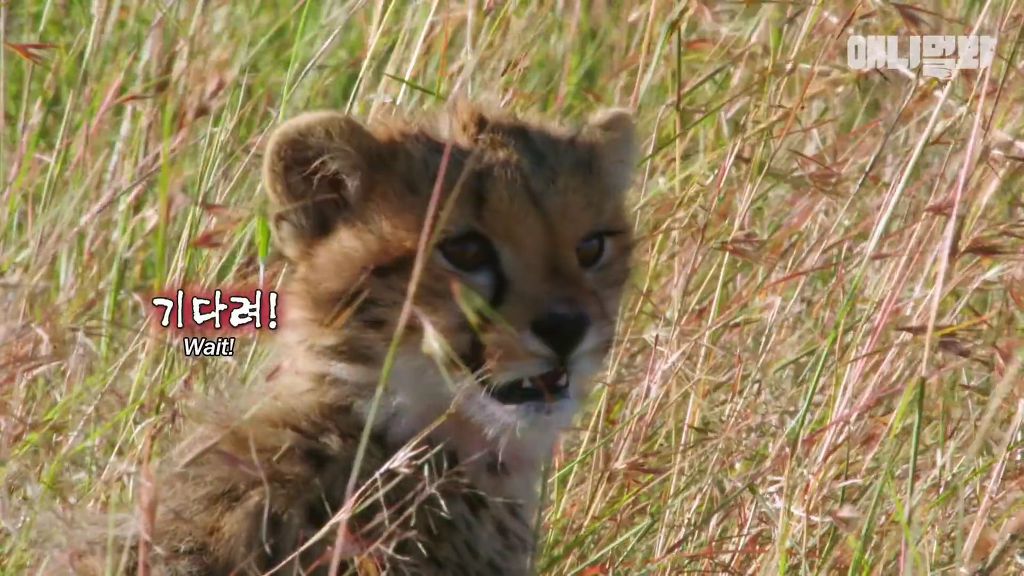 다리를 다친 새끼를 버리고 가야 하는 엄마 치타 .jpgif (눈물주의/) | 인스티즈