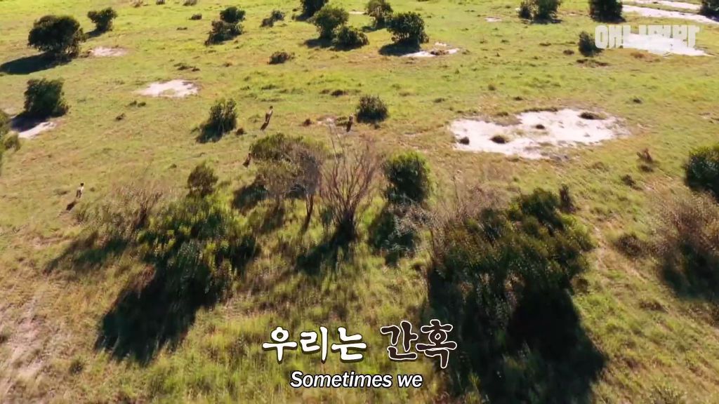 다리를 다친 새끼를 버리고 가야 하는 엄마 치타 .jpgif (눈물주의/) | 인스티즈