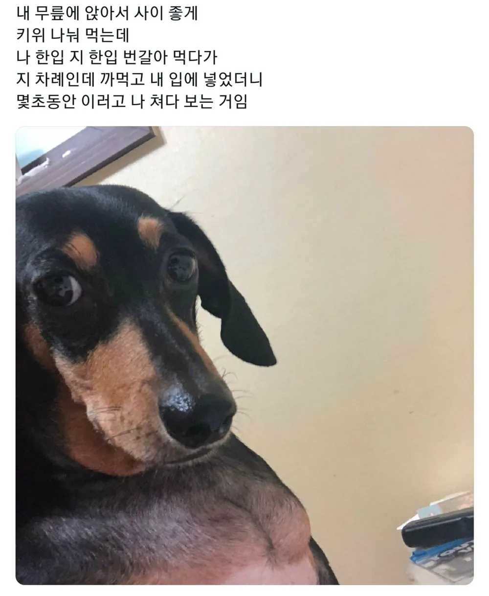눈으로 욕하는 강아지 | 인스티즈