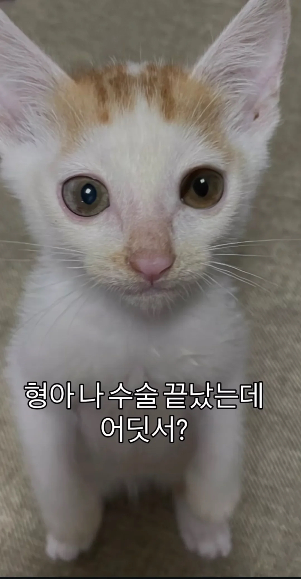 형아! 나 드디어 눈 기증 받게 됐대! | 인스티즈