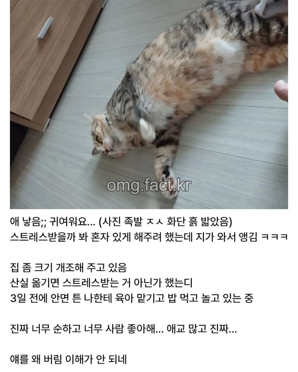 우리집에 고양이 들어옴 | 인스티즈