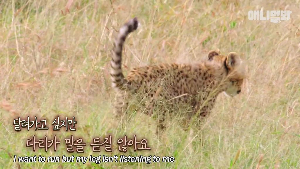 다리를 다친 새끼를 버리고 가야 하는 엄마 치타 .jpgif (눈물주의/) | 인스티즈