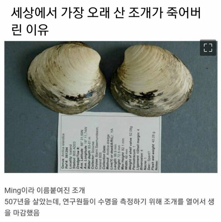 507년 산 조개가 죽어버린 이유 | 인스티즈