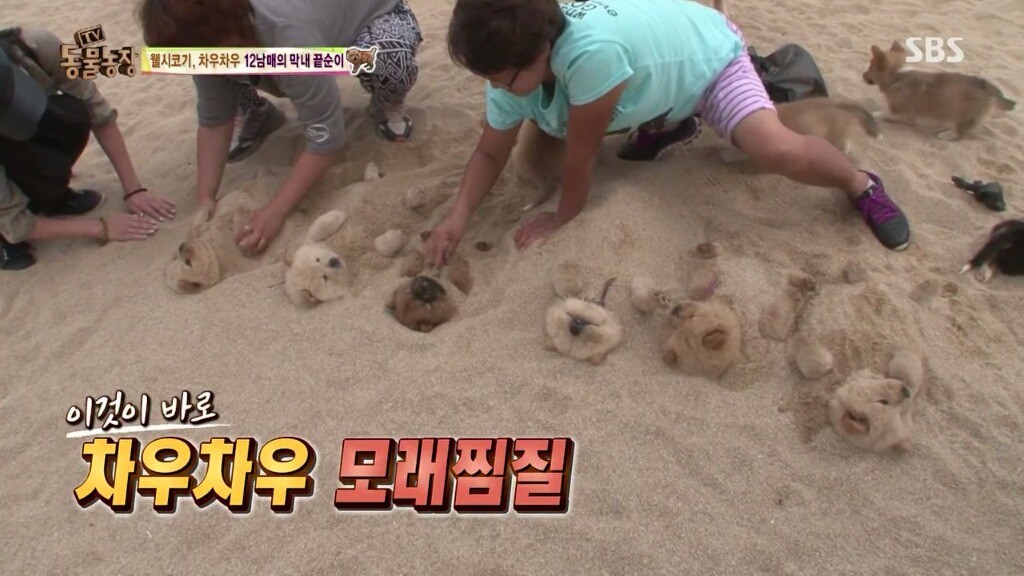 오늘자 동물농장 차우차우 가족의 모래찜질ㅋㅋㅋㅋㅋㅋ | 인스티즈