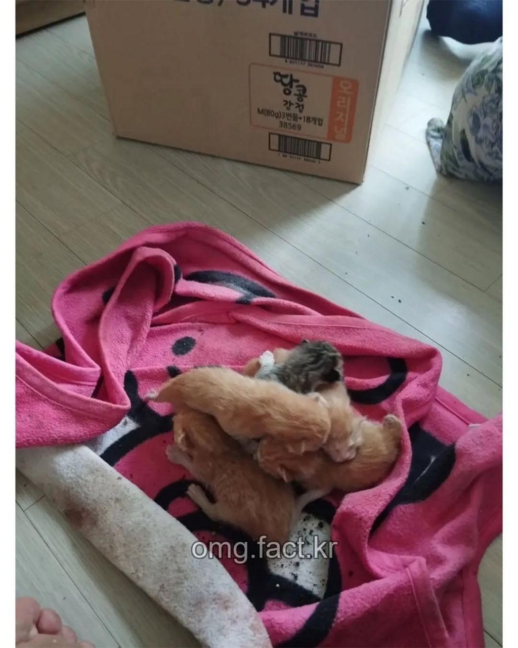 우리집에 고양이 들어옴 | 인스티즈