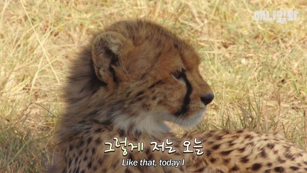 다리를 다친 새끼를 버리고 가야 하는 엄마 치타 .jpgif (눈물주의/) | 인스티즈