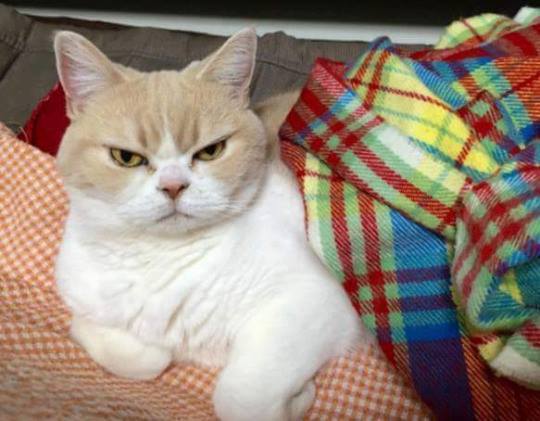 항상 화가나있는 고양이.jpg | 인스티즈