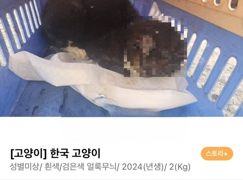 얼굴 녹을 때까지 불고문…길고양이 상습 학대한 70대 | 인스티즈
