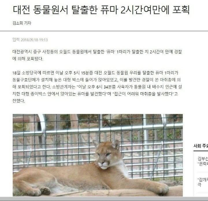 대전 오월드에서 탈출했던 퓨마가 탈출해서 숨어있던 곳 | 인스티즈