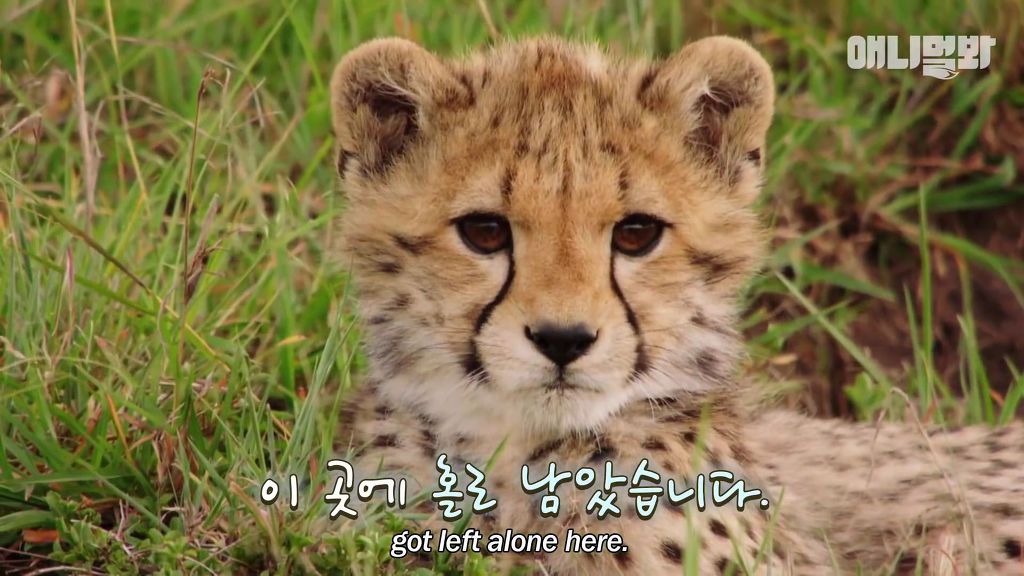 다리를 다친 새끼를 버리고 가야 하는 엄마 치타 .jpgif (눈물주의/) | 인스티즈