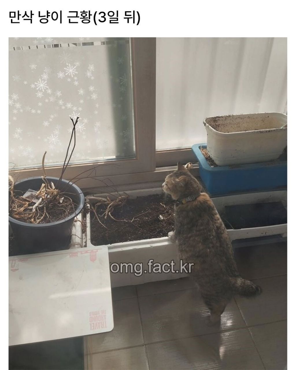 우리집에 고양이 들어옴 | 인스티즈