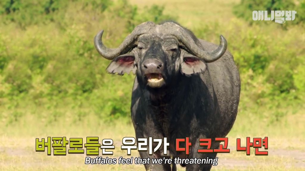다리를 다친 새끼를 버리고 가야 하는 엄마 치타 .jpgif (눈물주의/) | 인스티즈